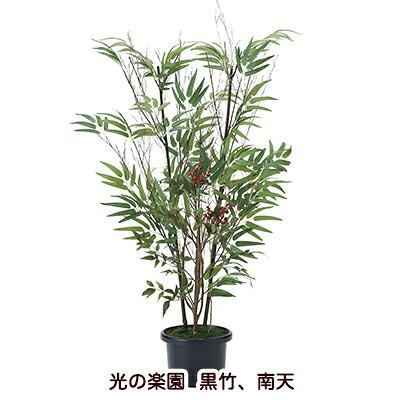 【 ポイント5倍 要エントリー 7/19 20時～ 】 ●光の楽園 (2011A150-34) 黒竹、南天 送料無料 94166｜京都のちょっとセレブなお店R店