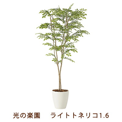 【尖んがり3倍 6/4 20時から】●光のエデンの園 (2231K330-42) ともし火 秦皮 1.6 貨物輸送無料 99466