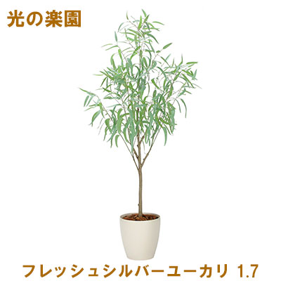 【尖んがり3倍 6/4 20時から】【人間様買いもとめる能力のある】●光のエデンの園 (2330A500-47) フレッシュシルバーユーカリ 1.7 貨物輸送無料 95090