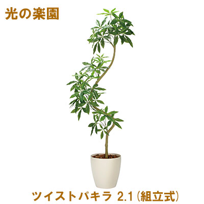 【10%OFF  百貨店SALE継続期間押さえる】 【人間様買いもとめる能力のある】●光のエデンの園 (2336A780-48) 捩じりパキラ 2.1(精神的な統合式) 貨物輸送無料 95096