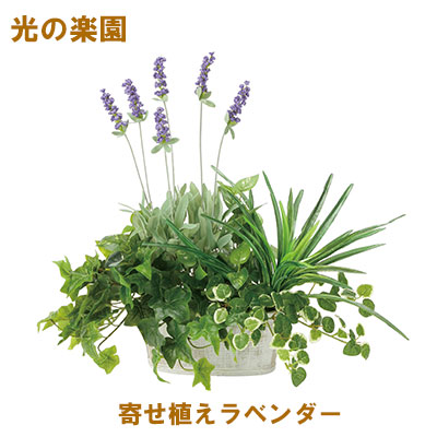 【ポイント3倍 4/4 20時から】 【個人様購入可能】●光の楽園 (2349A100-62) 寄せ植えラベンダー 送料無料 95110