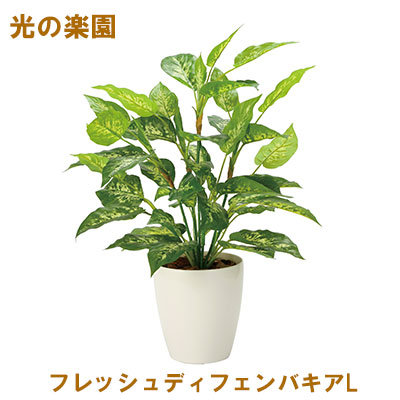 【個人様購入可能】●光の楽園 (2353A85-67) フレッシュディフェンバキアL 送料無料 95115｜あきんど専門店