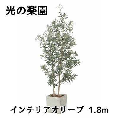【10%OFF  百貨店SALE継続期間押さえる】 【人間様買いもとめる能力のある】● 光のエデンの園 (2510A580) 室内装飾 オリーブ 1.8m 造花 人工 観葉草木 フェイクグリーン光触媒 貨物輸送無料 94299