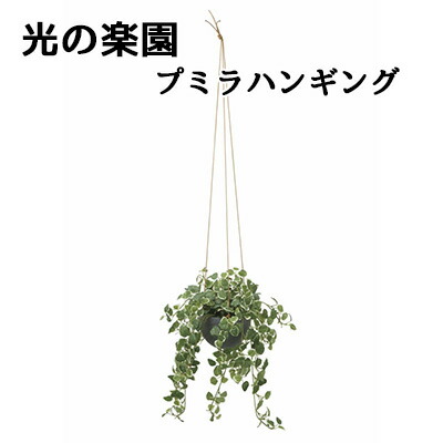 【ポイント3倍 7/19 20時から】【個人様購入可能】● 光の楽園 (2517A570) プミラ ハンギング 造花 人工 観葉植物 フェイクグリーン光触媒 送料無料 94304|あきんど専門店