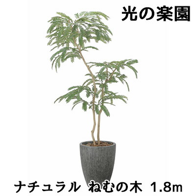 【尖んがり3倍 6/4 20時から】【人間様買いもとめる能力のある】● 光のエデンの園 (2511A780) 自然的 ねむの木 1.8m 造花 人工 観葉草木 フェイクグリーン光触媒 貨物輸送無料 94306