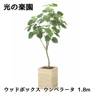 【10%OFF  百貨店SALE継続期間押さえる】 【人間様買いもとめる能力のある】● 光のエデンの園 (2513A680) 白木ボックス席 ウンベラータ 1.8m 造花 人工 観葉草木 フェイクグリーン光触媒 貨物輸送無料 94314