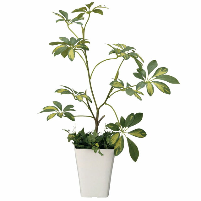 【ポイント3倍 4/4 20時から】 【個人様購入可能】●光の楽園 (212A80-59) シェフレラ 送料無料 92486