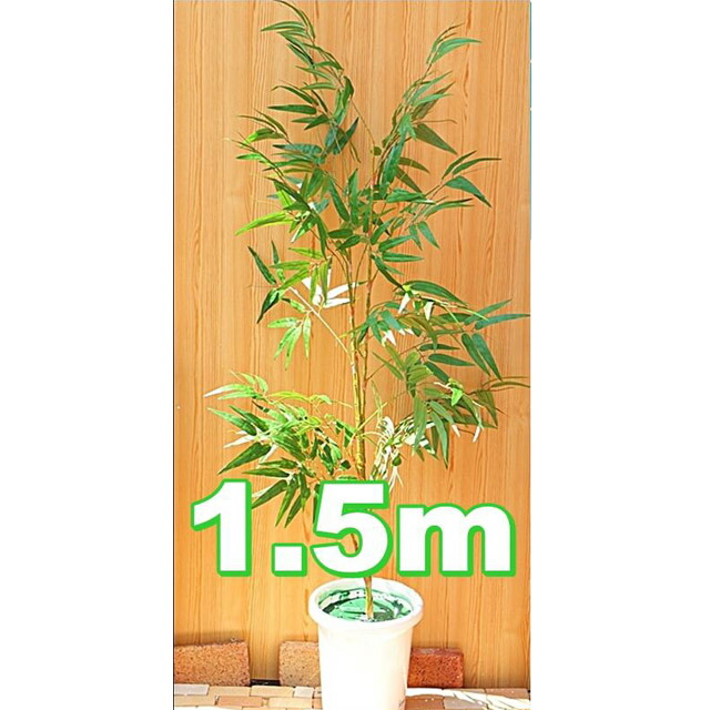 【ポイント3倍 4/4 20時から】 【個人様購入可能】●[s-01ｋ] 笹 1.5ｍ ディスプレイ 送料無料 92925