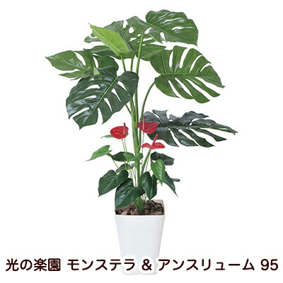 【ポイント3倍 4/4 20時から】 【個人様購入可能】●光の楽園 (203H140-52) モンステラ & アンスリューム 95 送料無料 94135