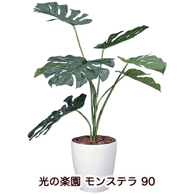 【ポイント3倍 4/4 20時から】 【個人様購入可能】●光の楽園 (213K130-52) モンステラ 90 送料無料 94137