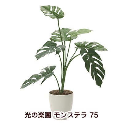 【ポイント3倍 4/4 20時から】 【個人様購入可能】●光の楽園 (225K120-52) モンステラ 75 送料無料 94138