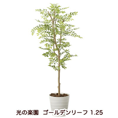 【ポイント3倍 7/19 20時から】【個人様購入可能】●光の楽園 (2013A200-36) ゴールデンリーフ 1.25 送料無料 94169｜あきんど専門店