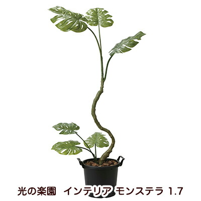 【ポイント3倍 7/19 20時から】【個人様購入可能】●光の楽園 (2025K260-51) インテリア モンステラ 1.7 送料無料 94245｜あきんど専門店