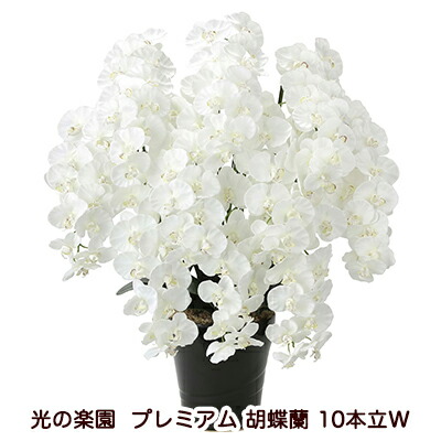 【ポイント3倍 7/19 20時から】【個人様購入可能】●光の楽園 (2046A350-77) プレミアム 胡蝶蘭 10本立W 送料無料 94251|あきんど専門店