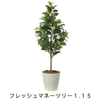 【ポイント3倍 4/4 20時から】 【個人様購入可能】●光の楽園 (2222A150-56) フレッシュ マネーツリー 1.15 送料無料 99480