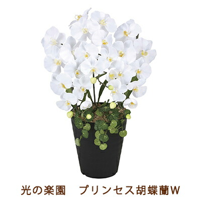 【ポイント3倍 4/4 20時から】 【個人様購入可能】●光の楽園 (2266K60-80) プリンセス 胡蝶蘭 W 送料無料 99520