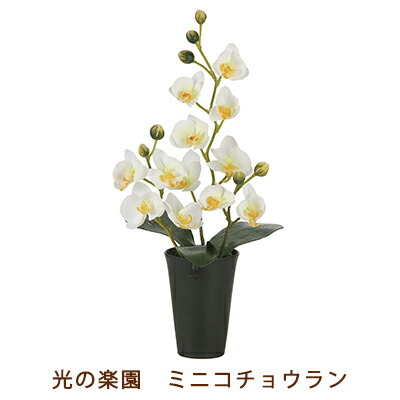 【ポイント3倍 4/4 20時から】 【個人様購入可能】●光の楽園 (2260A50-95) ミニ コチョウラン 送料無料 99531