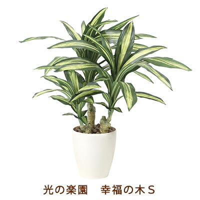 【ポイント3倍 4/4 20時から】 【個人様購入可能】●光の楽園 (829K135-58) 幸福の木 S 送料無料 99551