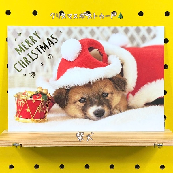 楽天市場 クリスマスポストカード 柴犬 京都文具屋