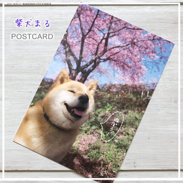 楽天市場 柴犬まるのポストカードインスタグラムで世界的に人気の柴犬 まる 春の風景とまるの表情に癒されます 京都文具屋