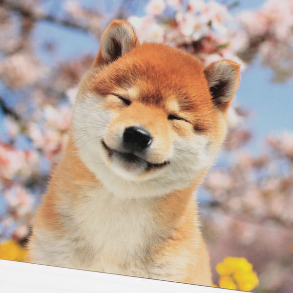 楽天市場 春の優しい景色を柴犬とともにお届けします柴犬ポストカード春とともに笑顔をおとどけ 京都文具屋