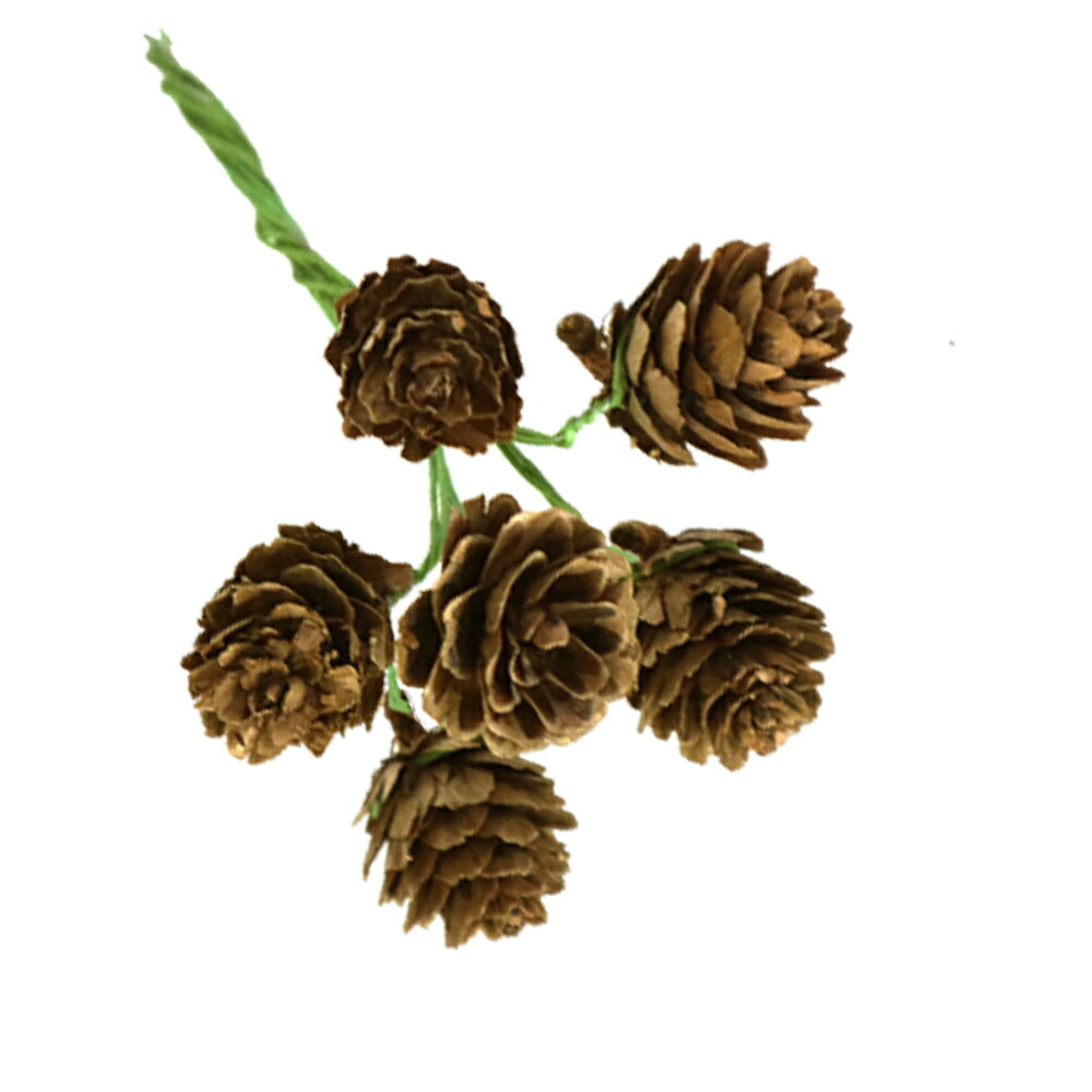 楽天市場】松ぼっくり/まつぼっくり□Pine cones カラー