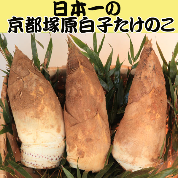 お取り寄せできる、旬の味！新鮮な生タケノコのおすすめランキング【1