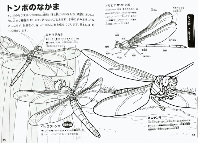 楽天市場 トーヨー 動く図鑑move 昆虫 学べるぬりえ 309091 このぬりえは動きません 教材自立共和国