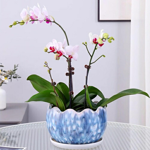 植木鉢 陶器鉢 盆栽鉢 山野草鉢 トルコブルー 青 02 水色 円形 椀型 排水穴のある 萬古焼 おしゃれ 和風陶器植木鉢 釉薬 丸型 サボテン鉢 ミニ植物適用 ガーデニング セラミック XL 丸型