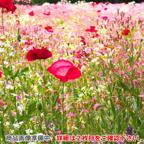 [FP0755BA] ハーマン レンジフードオプション 前幕板 幅90cm ブラック 幕板高さ400mm【送料無料】