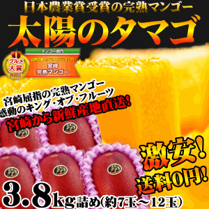 【送料無料】太陽のタマゴ(３．８ｋｇ詰め)<br>最高級フルーツ宮崎の厳しい基準を乗り越えた『香り・色艶・糖度』全てが最高のプレミアム宮崎完熟マンゴー<br>【宮崎マンゴー】【太陽のタマゴ】【熨斗・包装無料】【お中元ギフト】 プレゼント