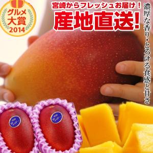 【送料無料】特大宮崎完熟マンゴー２玉 特大玉<br>宮崎からお届けする南国の香り・とろける美味しさがいっぱいの完熟マンゴー地元宮崎だからこそできる鮮度＆激安でお届け致します<br>【宮崎マンゴー】【アップルマンゴー/アーウィン】 プレゼント 母の日