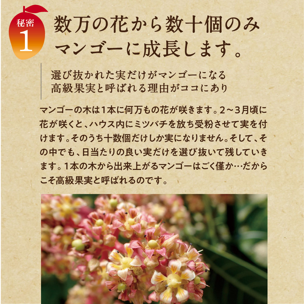 【送料無料】太陽のタマゴ(大玉2L・1玉)最高級フルーツ宮崎の厳しい基準を乗り越えた『香り・色艶・糖度』全てがプレミアムの宮崎完熟マンゴー宮崎マンゴー太陽のたまごアップルマンゴー高級フルーツ果物お中元ギフトお取り寄せグルメ