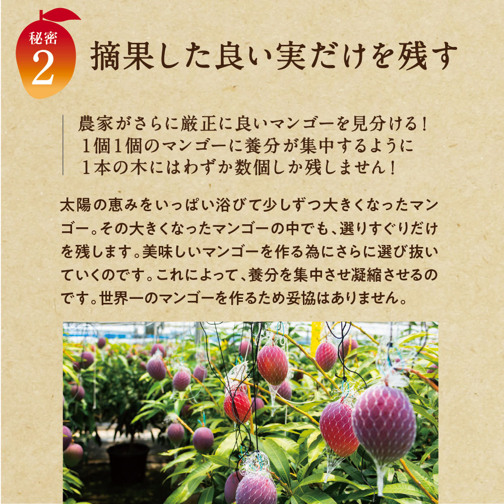 【送料無料】太陽のタマゴ(大玉2L・1玉)最高級フルーツ宮崎の厳しい基準を乗り越えた『香り・色艶・糖度』全てがプレミアムの宮崎完熟マンゴー宮崎マンゴー太陽のたまごアップルマンゴー高級フルーツ果物お中元ギフトお取り寄せグルメ