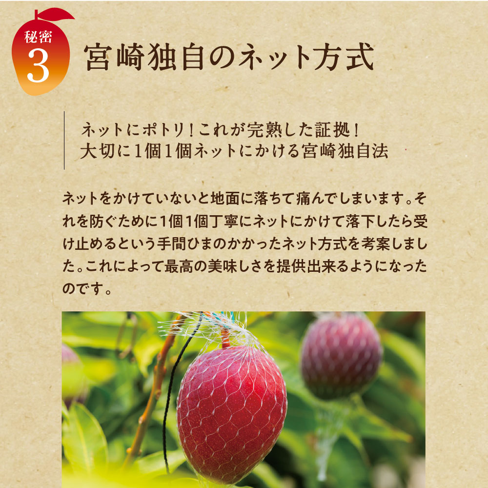 【送料無料】太陽のタマゴ(大玉2L・1玉)最高級フルーツ宮崎の厳しい基準を乗り越えた『香り・色艶・糖度』全てがプレミアムの宮崎完熟マンゴー宮崎マンゴー太陽のたまごアップルマンゴー高級フルーツ果物お中元ギフトお取り寄せグルメ