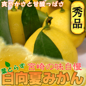 【送料無料】宮崎産日向夏みかん<br>１１～１３玉入り【種無し】<br>爽やかな香りとほんのり甘酸っぱい美味しさが特徴の宮崎を代表する柑橘の果実♪<br>その中でも厳選された美味しさの種無し日向夏をお届け致します！<br>特選赤秀品<br><br>宮崎より新鮮にお届け致します