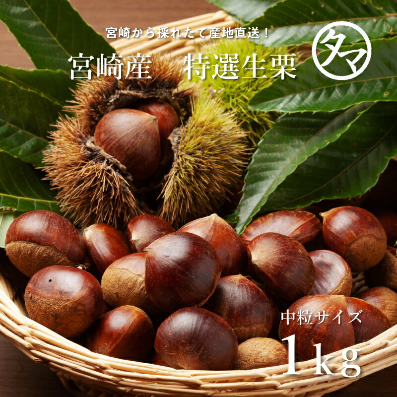 楽天市場】茨城県産 栗 （くり） 2L〜3Lサイズ 約1kg ネット