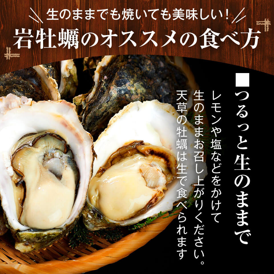 牡蠣 大粒 生牡蠣 仕向けは今来だけ 肯綮5倍増し 1 5kg 石ころ牡蠣 熊本県製造 お父っつぁんの時代 天領岩牡蠣 生食用法 大粒250g以上 5個始まり 1 5kg 牡蠣 柿 熊本県産 天草 苓北 出どころ直送 送料無料 九州ふるさと雁札 Cannes Encheres Com