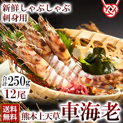 楽天市場 海老 車海老 ギフト 贈答用 12尾 刺身用 しゃぶしゃぶ海老 熊本 天草 生食用 冷凍食品 冷凍 敬老の日 急速冷凍 くるまえび 生食用 エビ 海老 Sサイズ12尾 250g 熊本県産 天草 熊本直送 送料無料 九州ふるさと便 九州ふるさと便