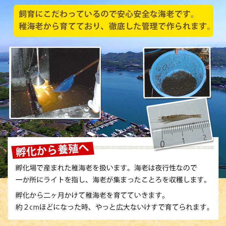 楽天市場 車海老 ギフト 贈答用 12尾 刺身用 しゃぶしゃぶ海老 熊本 天草 生食用 冷凍食品 冷凍 敬老の日 急速冷凍 くるまえび 生食用 エビ 海老 Sサイズ12尾 250g 熊本県産 天草 熊本直送 送料無料 九州ふるさと便 九州ふるさと便