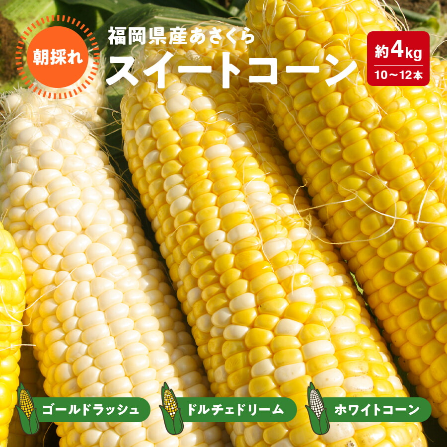 【送料無料】福岡県産朝採れスイートコーン1箱（約4kg/10～12本入り）