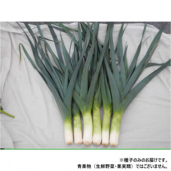 小林種苗 リーキ種子 ガウディ　7233　10000粒