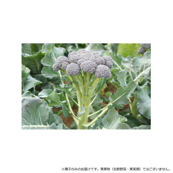 小林種苗 ブロッコリー種子 ワンカット　7220　1000粒