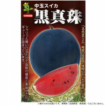 小林種苗 スイカ内果皮 黒真珠 23 200粒