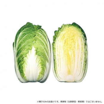 小林種苗 ハクサイ種子 CR黄華　5454　コートL5000粒