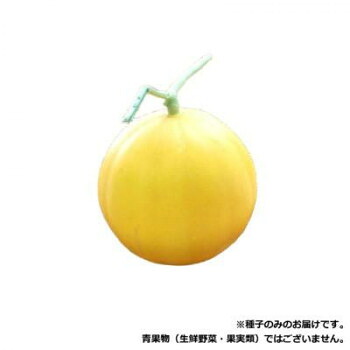 小林種苗 メロン種子 おてがるキイたん　8137　100粒