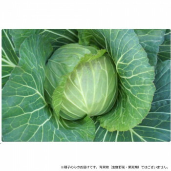 小林種苗 キャベツ種子 ほほえみ　5529　2000粒