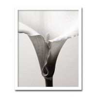 インテリアアート　X-ray Photograph　Steven N Meyers(スティーブンNマイヤーズ)　Calla 　AS-11406