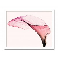 インテリアアート　X-ray Photograph　Steven N Meyers(スティーブンNマイヤーズ)　Giant Calla 　AS-11394 23,485円