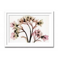 インテリアアート X-ray Photograph Steven N Meyers(スティーブンNマイヤーズ) Hellebore II AS-11400